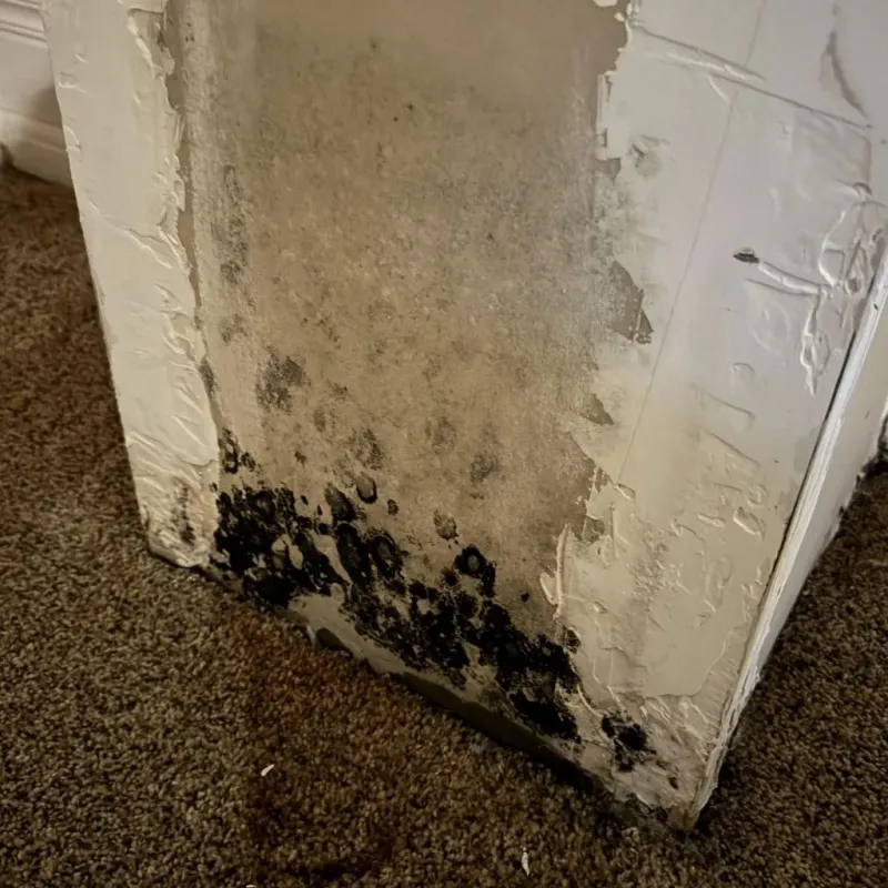 Professional Mold Removal in Jarrell, TX